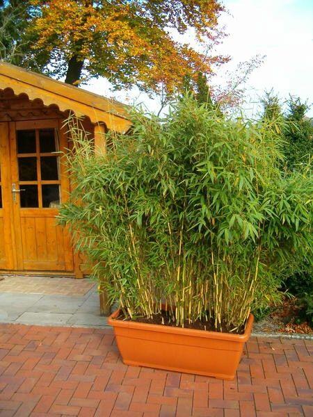 Fargesia murieliae Sonnenschein