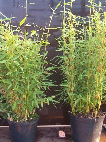 Fargesia murieliae Sonnenschein