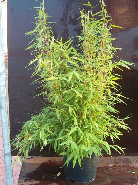 Fargesia murieliae Sonnenschein