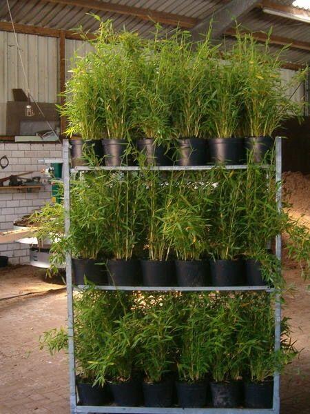 Fargesia murieliae Sonnenschein