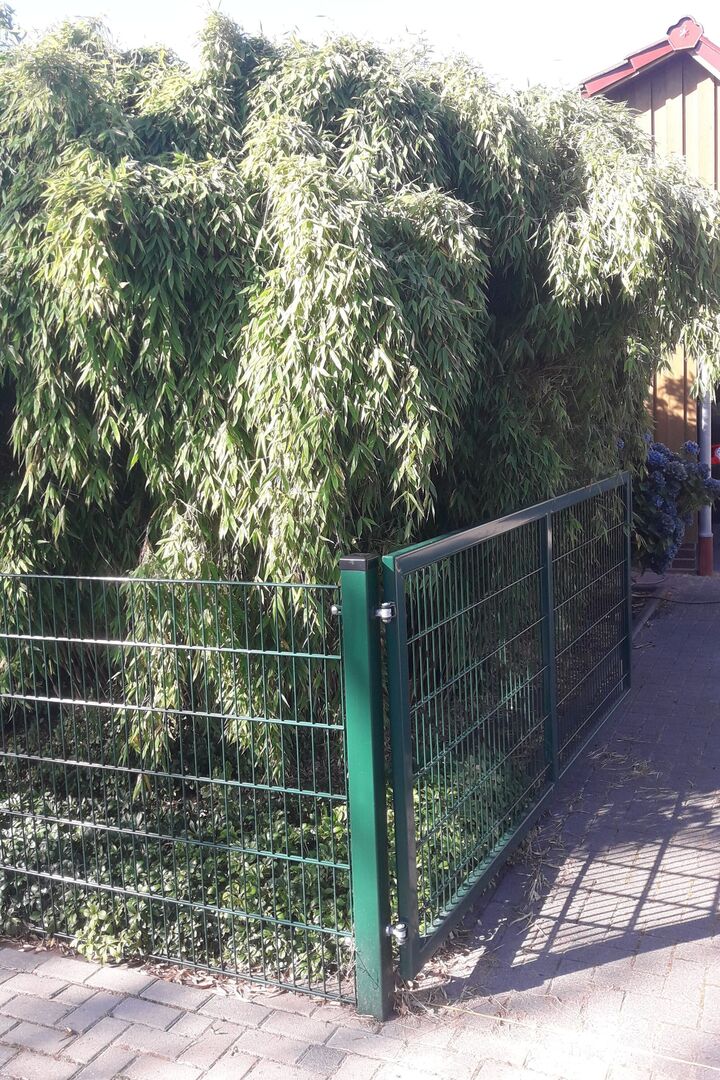 Fargesia murieliae Thea