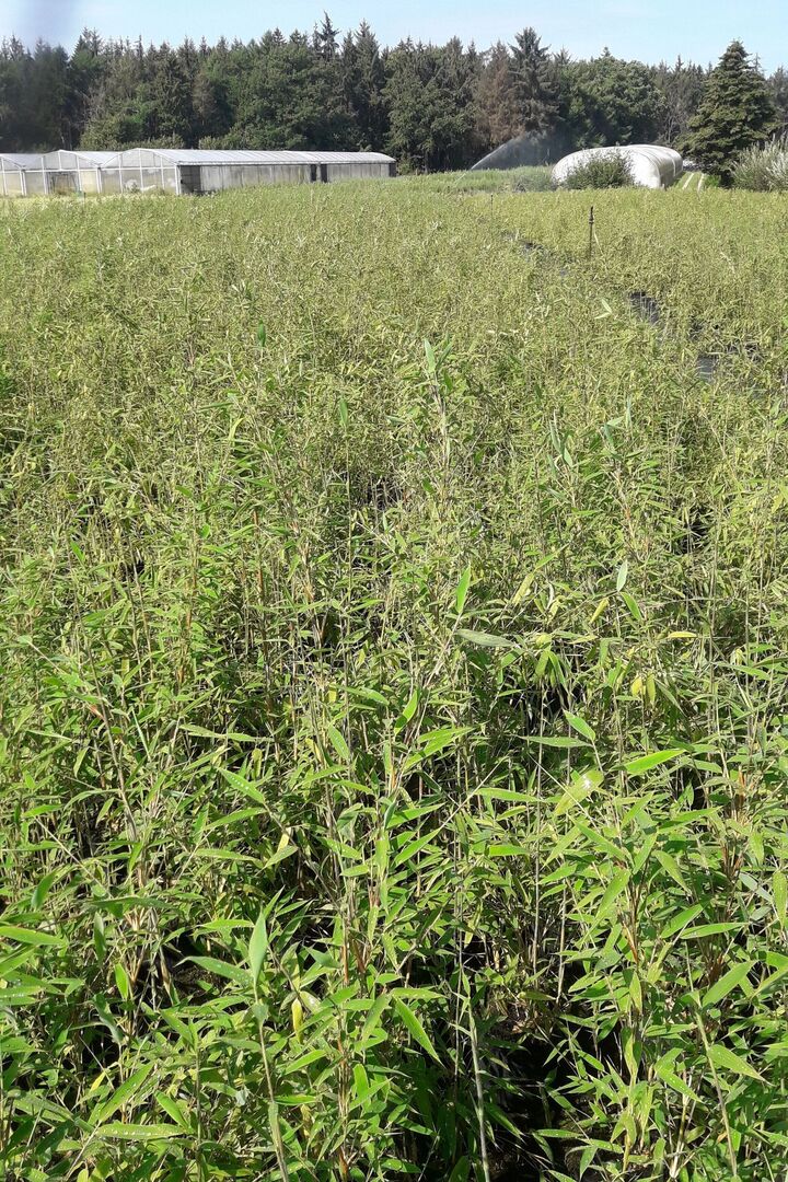 Fargesia murieliae Thea